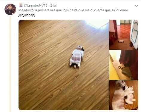 La posición favorita de los perros para dormir (Twitter)