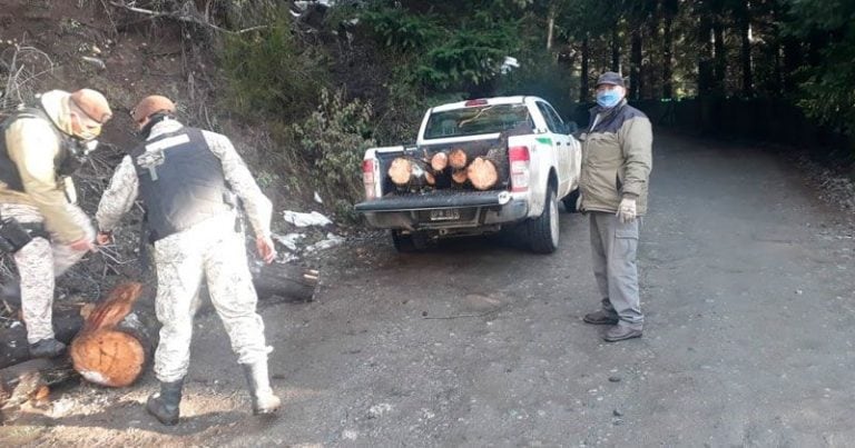 Detuvieron a personas que estaban talando de manera ilegal en cercanías al cerro Otto (web).