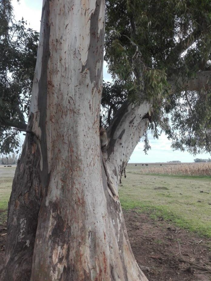 Marcas en los eucaliptos del campo (Foto: Gentileza Tranquera).