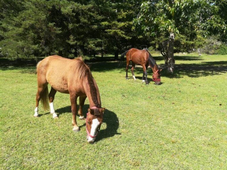 Personal municipal de Protección Animal procedió a trasladar a los equinos (web).