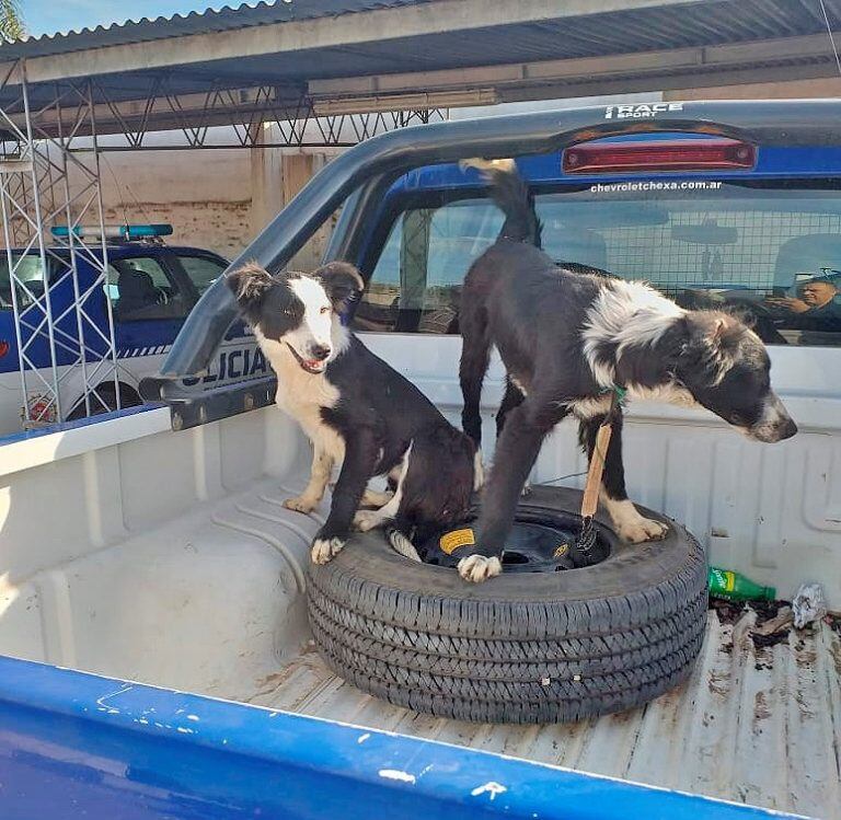 El robo ocurrió en un campo en General Cabrera y el cuidador se llevó animales valiosos. (Unidad Departamental Río Cuarto)