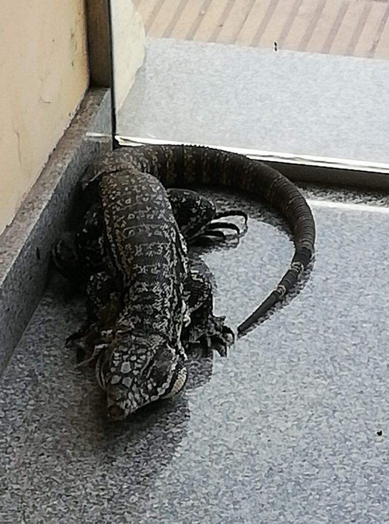 Lagarto Overo encontrado en el jardín de una casa en Azul