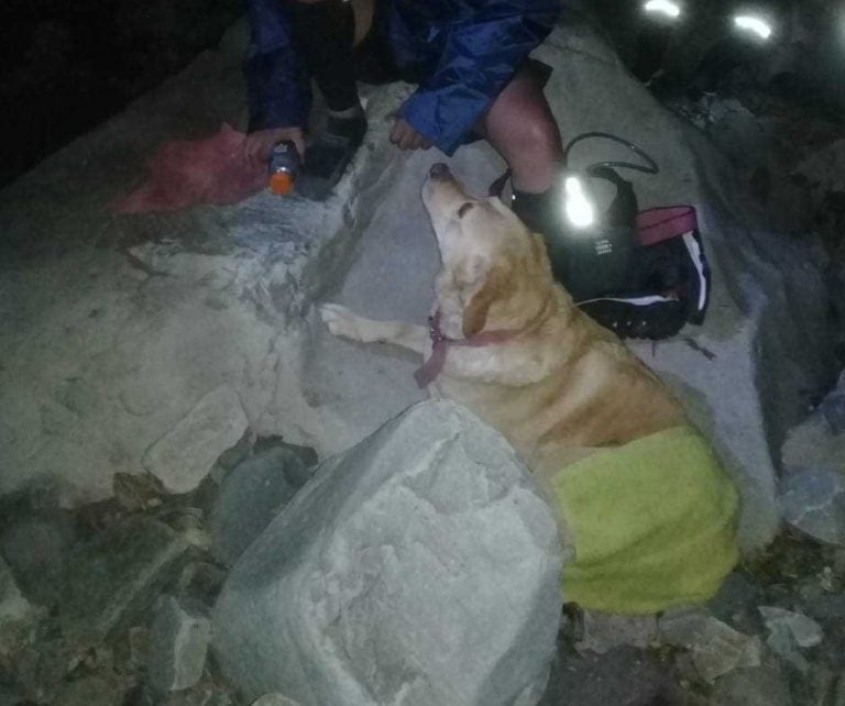 Rescataron un perro labrador herido en San Lorenzo. (Policía de Salta)