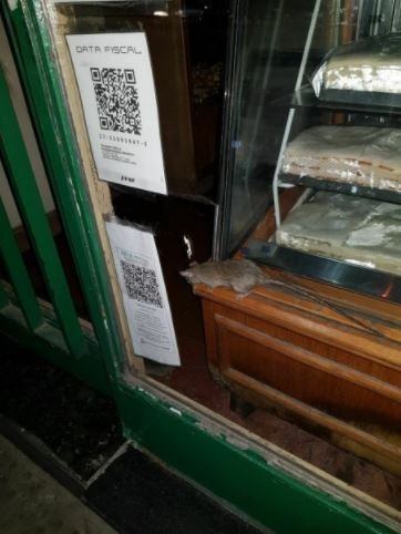 Ratas en una panadería de Caballito