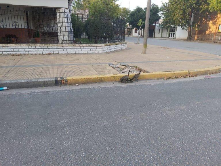 Animales en plena calle por la falta de gente. (TN)