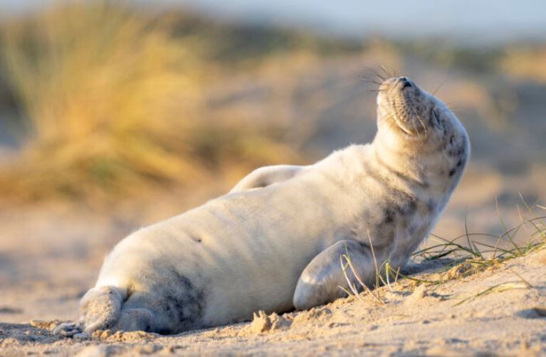 Las imágenes de la foca se volvieron virales en poco tiempo.