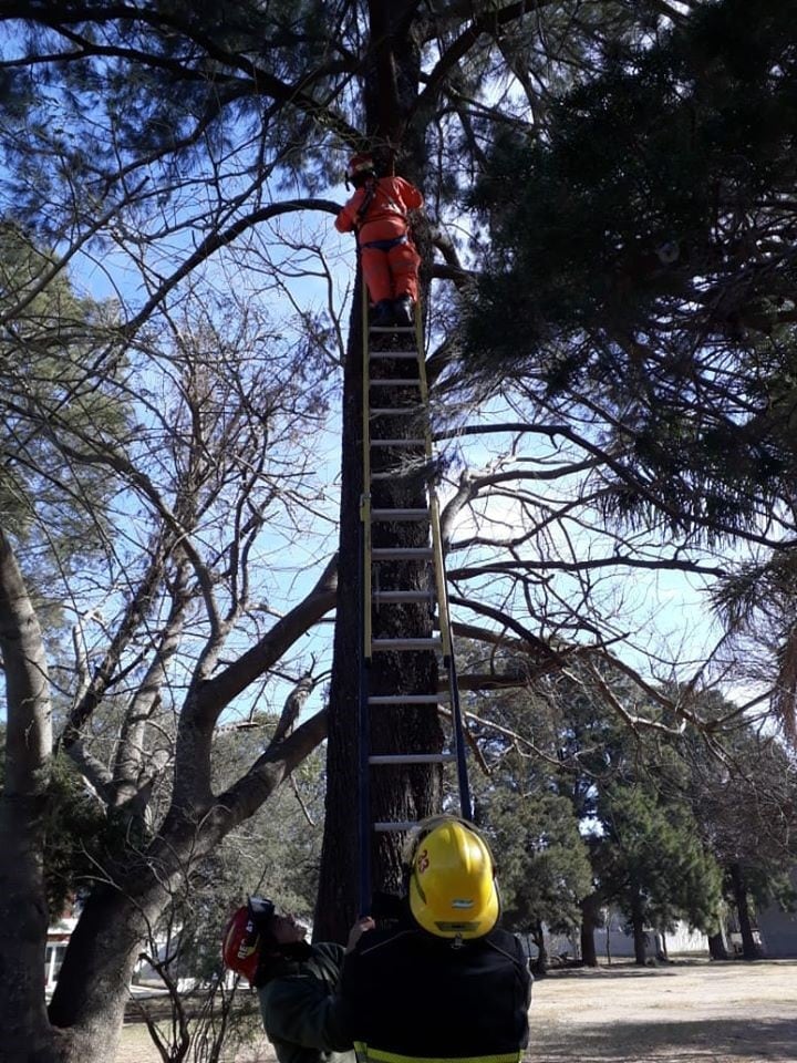 Rescate de una gatita por Bomberos Voluntarios Arroyito