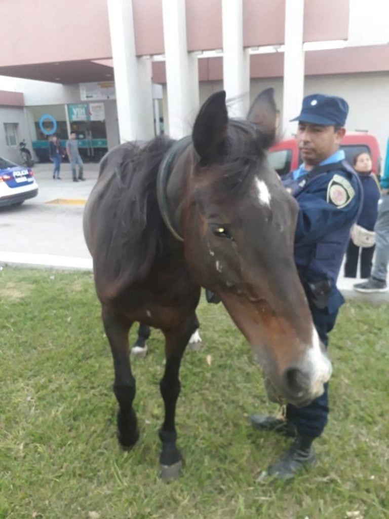 Caballo suelto por Avenida del Libertador