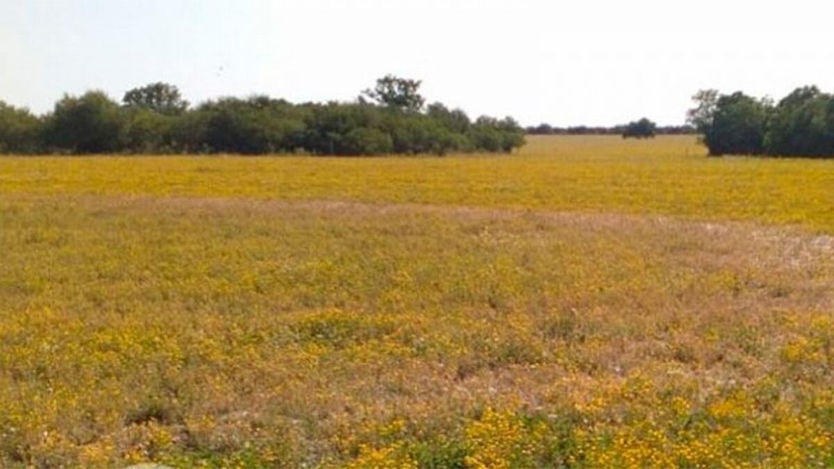 Apareció un círculo perfecto sobre un campo entrerriano