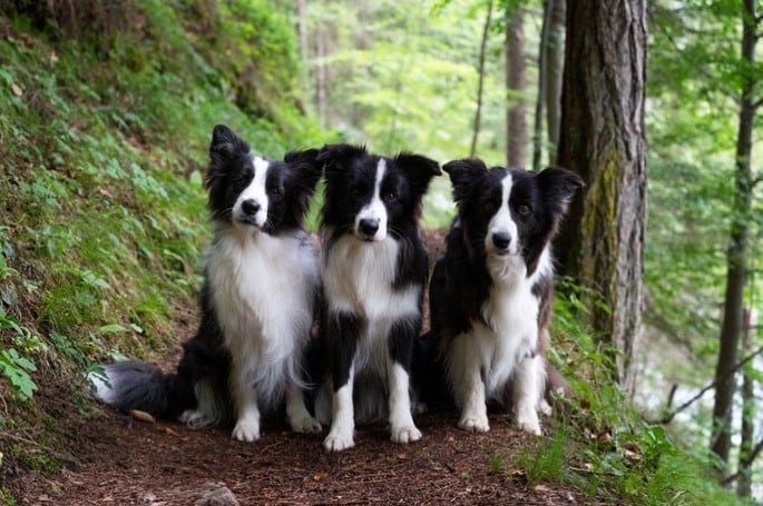 Border collie