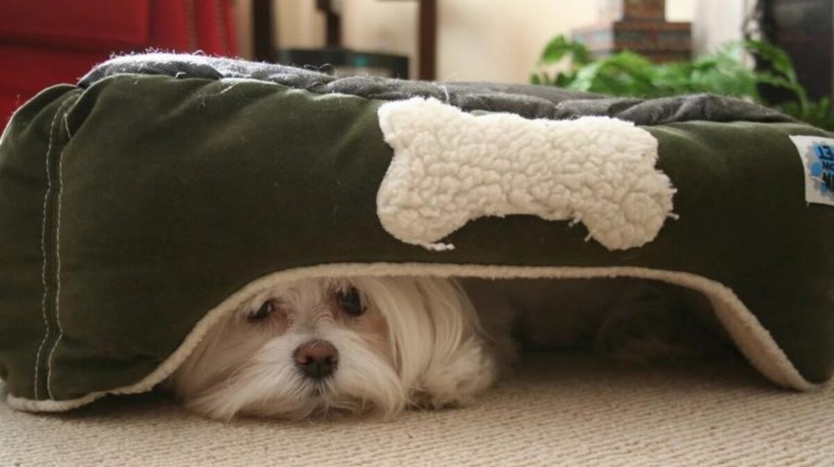 La venganza de un perro "contra la pirotecnia" que se volvió viral en internet