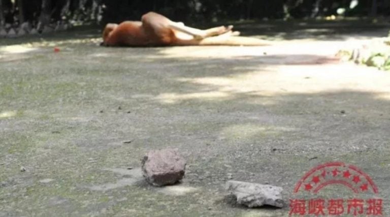 Brutal ataque en un zoo de China: turistas querían hacer saltar a un canguro y lo mataron a piedrazos