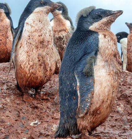 Pingüinos  embarrados, Antártida. Foto: Fran Lanting - Natgeo.