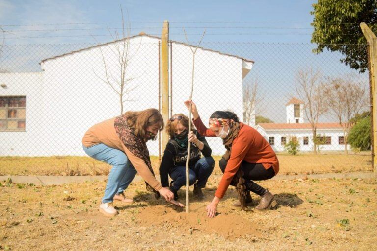 Plan de Forestación en Arroyito