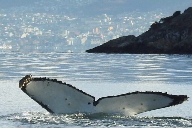 Ballena cerca de la ciudad de Ushuaia