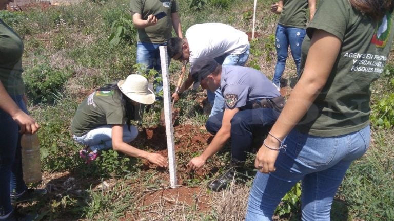 Plantaron 700 brotes de especies nativas en un loteo urbano de San Vicente.