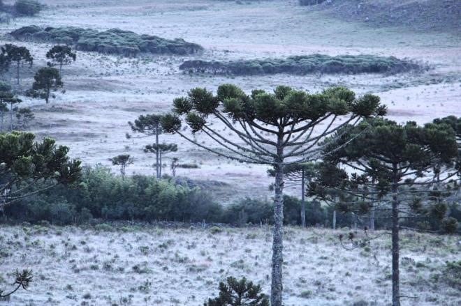 Se esperan heladas fuertes, sobre todo en la Zona Centro, mientras que en el resto de Misiones serán de débiles a moderadas. (CIMECO)