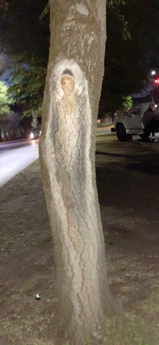 Apareció una imagen de la virgen en el tronco de un árbol