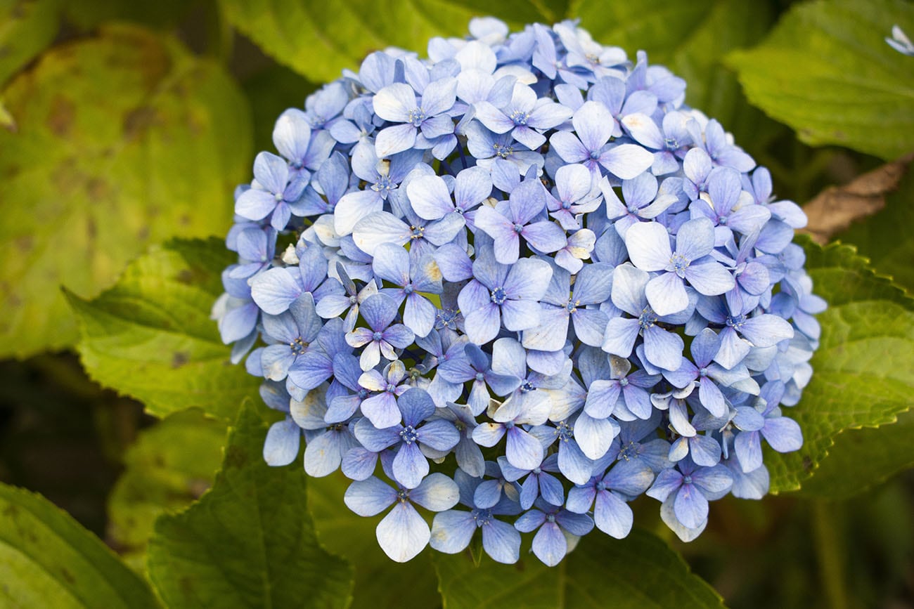 La hortensia necesita humedad, poca exposición al calor y apenas dos horas de sol al día. Freepik.