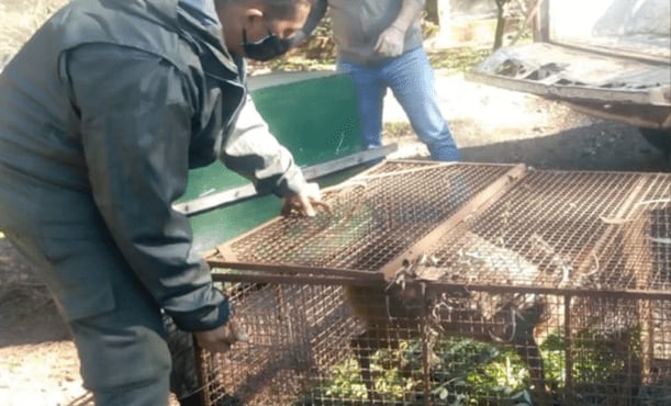 Rescataron a dos animales exóticos en las localidades de Colonia Guaraní y Oberá.