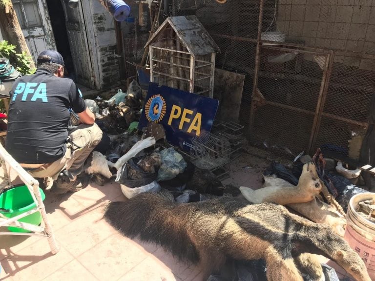 La Policía Federal rescató además 52 aves protegidas. (@minseg)