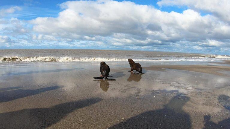 Lobos marinos rescatados. (TN)