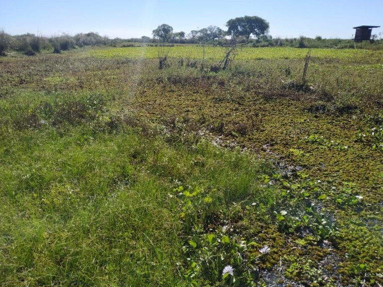 Vía Rosario cruzó la isla y transmitió en vivo desde la reserva Los Tres Cerros