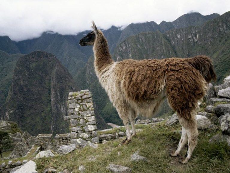 Llamas (Web)