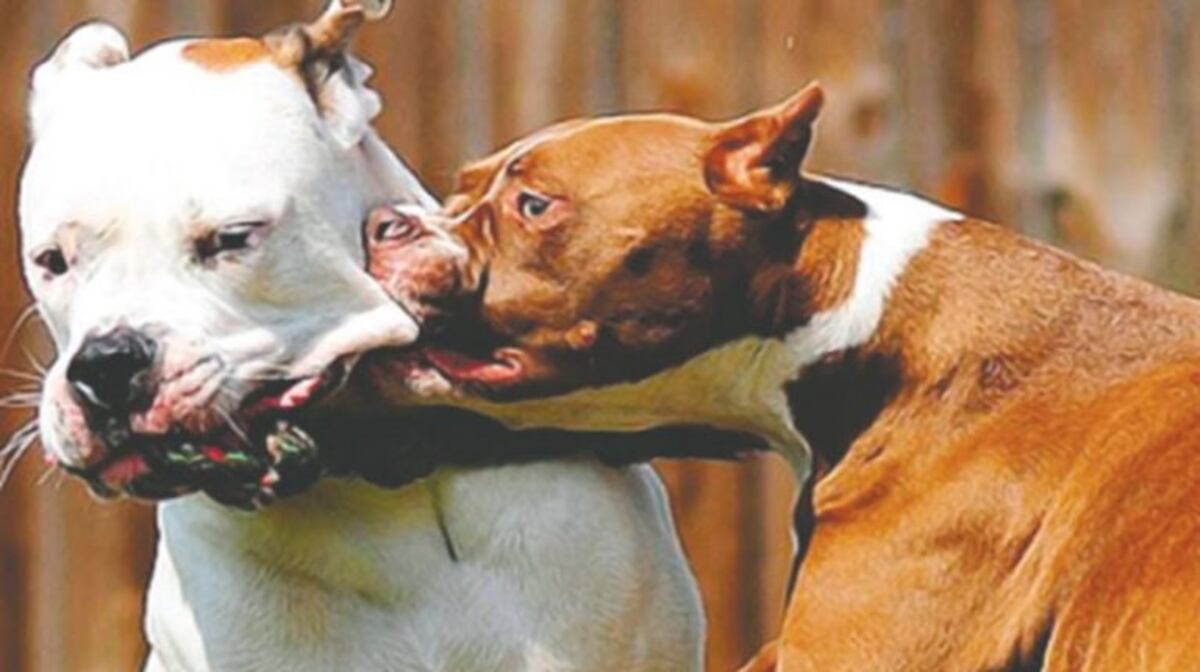 Un pitbull atacó a una joven y le provocó serias lesiones en la cara