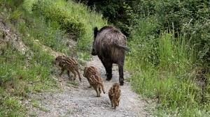 Es una especie que carece de predador y encima tiene dos pariciones al año.