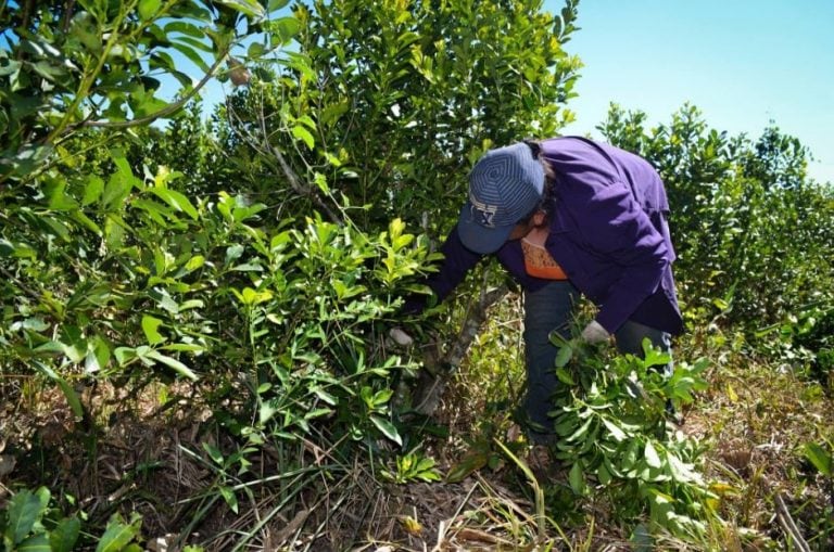 Cosecha de yerba mate en Misiones. (Vía Pais)