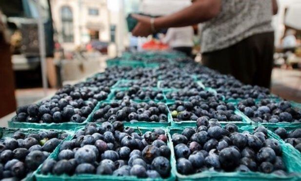 Desde octubre, Tucumán exportará Arándanos