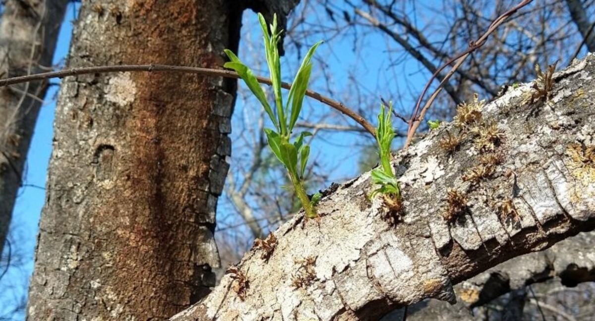 Detectan nuevos brotes verdes en el humedal tras nueve meses de incendios
