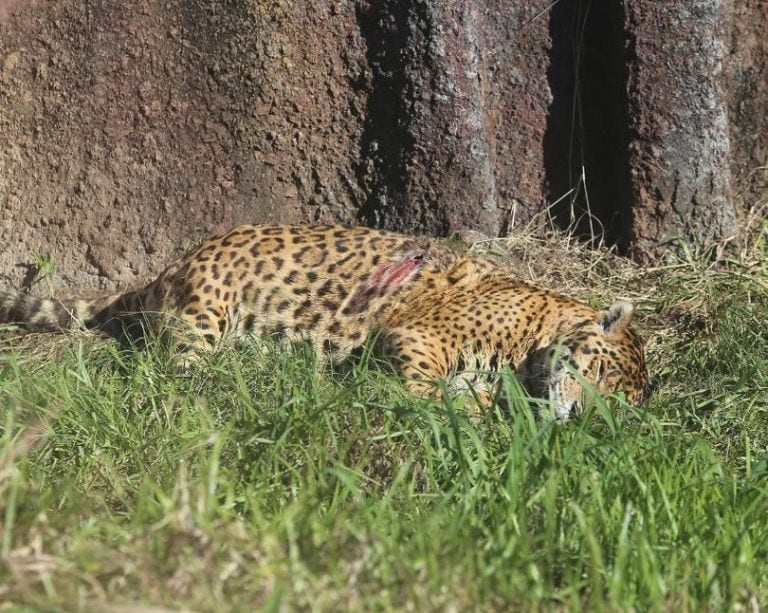 Según el Ministerio de Ecología el yaguareté herido se encuentra en tratamiento.