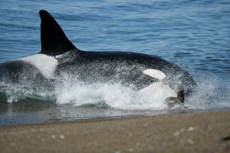 Orcas