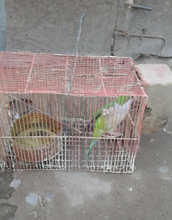 Venta ilegal de aves. Foto: Media Mendoza