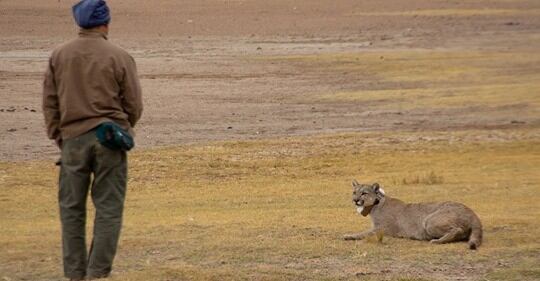 Perito moreno avistaje de pumas