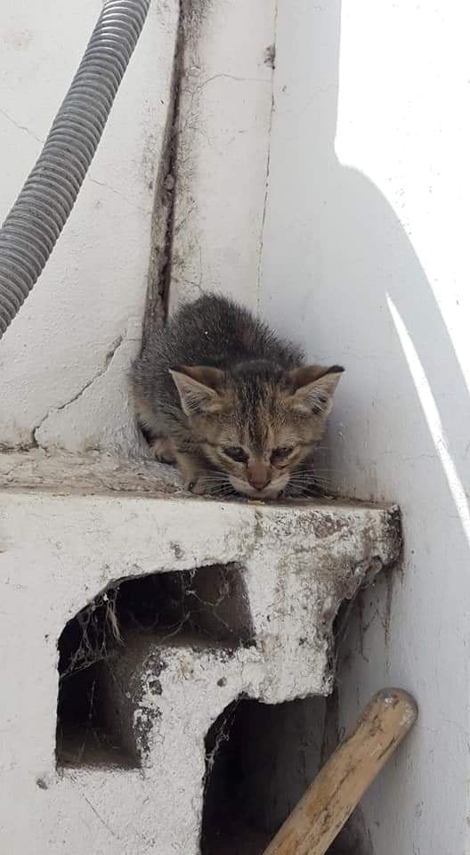 Bomberos Voluntarios de Arroyito salvaron un gatito de un desagüe