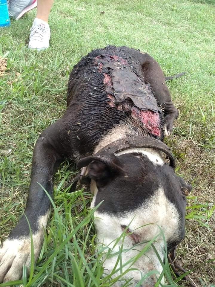 El animal fue bautizado "Tanque" después de que falleció. (Facebook)