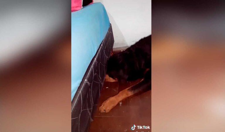 Gracioso pedido de ayuda de un perro para recuperar su juguete perdido (Web)