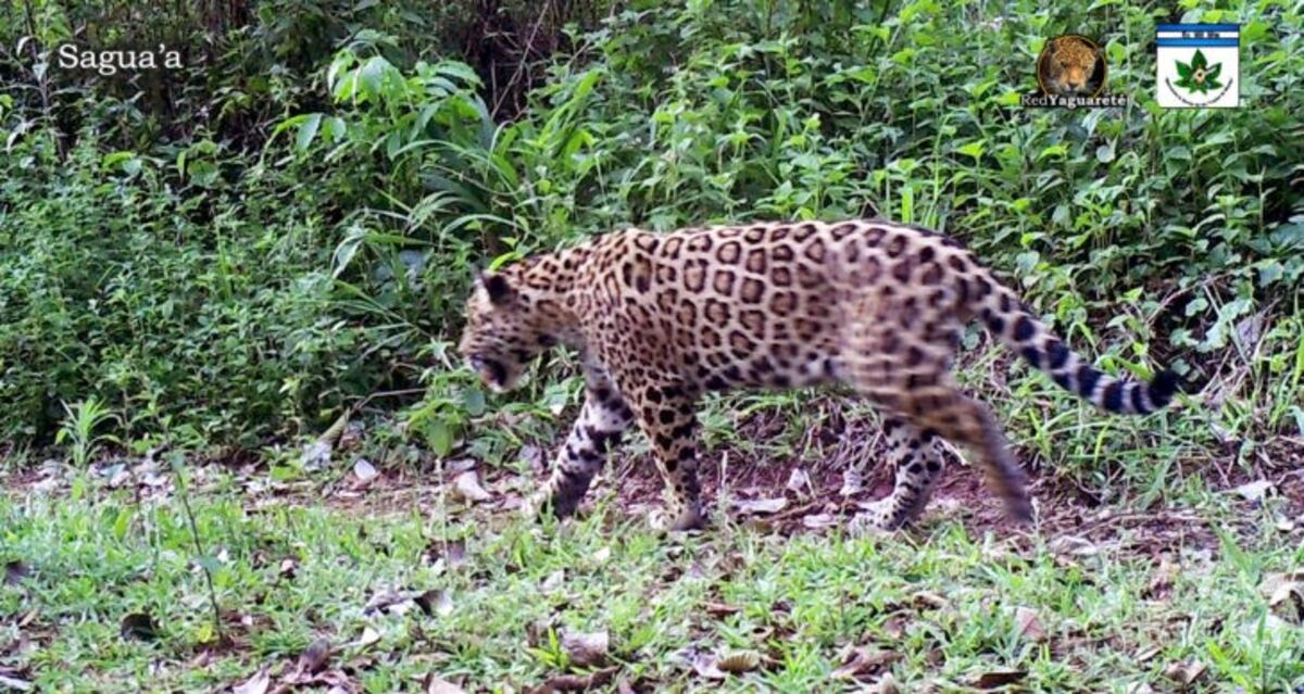 Proyecto Yaguareté: desarrollan acciones para conservar el hábitat de la especie
