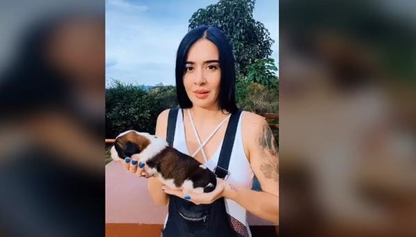 Una influencer publicó una filmación en la que revela el gigantesco tamaño que puede llegar a alcanzar un perro San Bernardo.