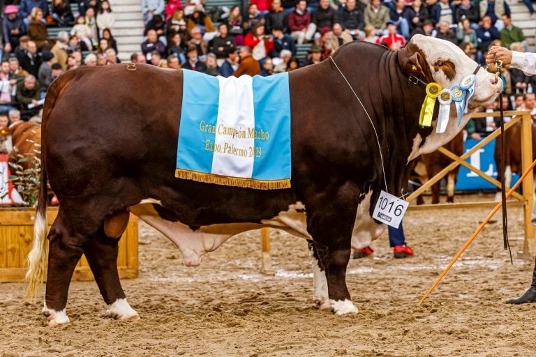 gran campeón 2019 Braford - Daniel Sempe/SRA