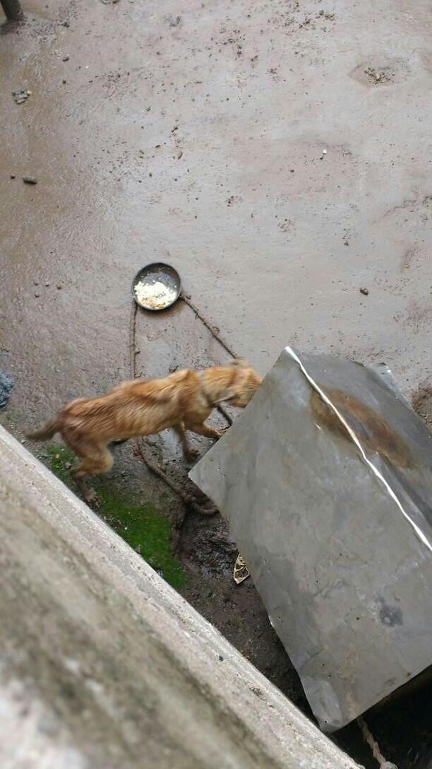 Sari, la perrita maltratada y que fue rescatada por Patitas de Perro y está en adopción para buscarle un hogar. (Patitas de Perro)