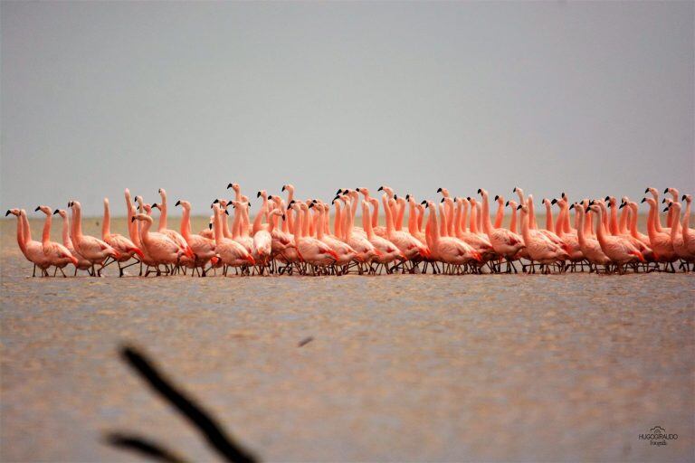 Flamencos en Miramar de Ansenuza