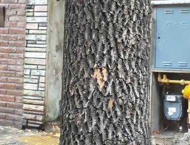 Otra de las balas dio en un árbol de la vereda (Web)