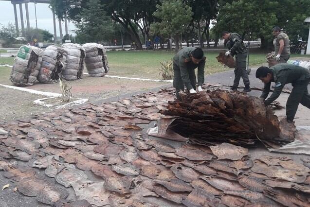 Gendarmería incautó pieles de iguana en el peaje de General Lagos. (Gendarmería)