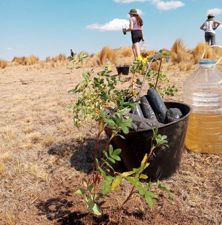 Cinco mil tabaquillos plantados en Los Gigantes. (Foto: gentileza Mariela Rojas).