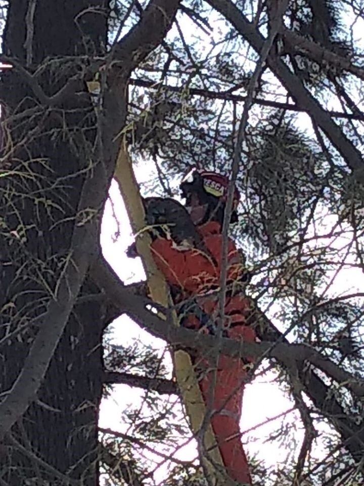 Rescate de una gatita por Bomberos Voluntarios Arroyito