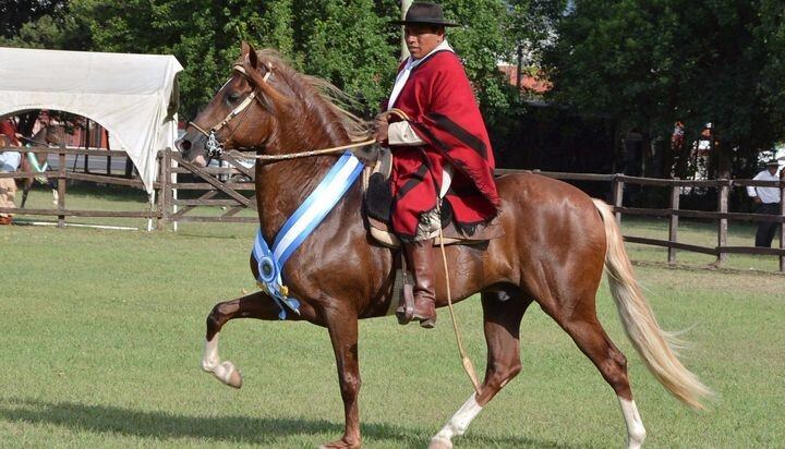 Concurso Nacional de Caballos Peruanos de Paso en Salta.